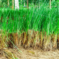 Vetiver (Khus)
